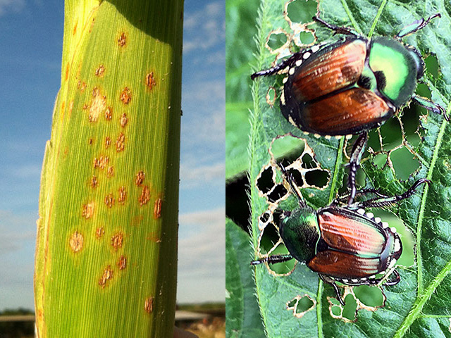 Southern corn rust, on the left, has moved into some Midwest states this week. Japanese beetles, on the right, have been active for weeks in both corn and soybean fields. (Photos courtesy Bob Kemerait, UGA, and DTN&#039;s Pamela Smith) 